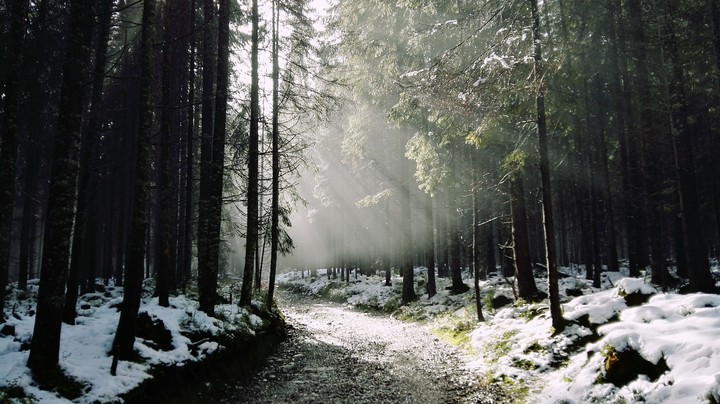Fog in mountain forest