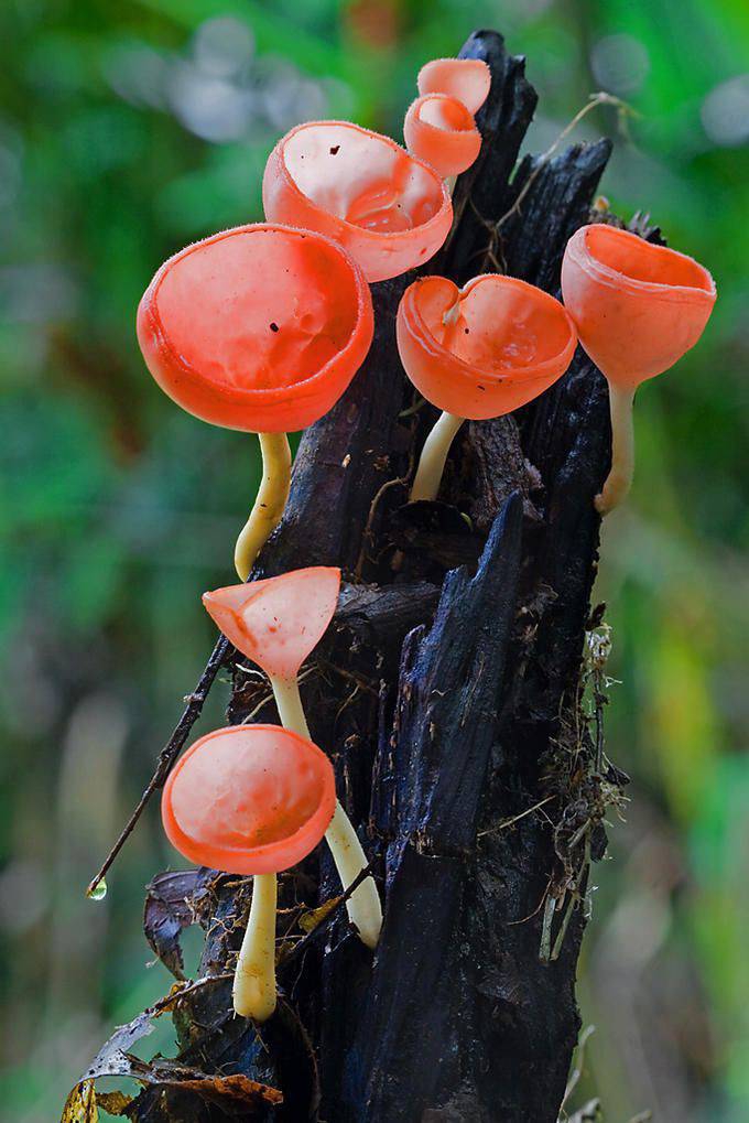 mushroom