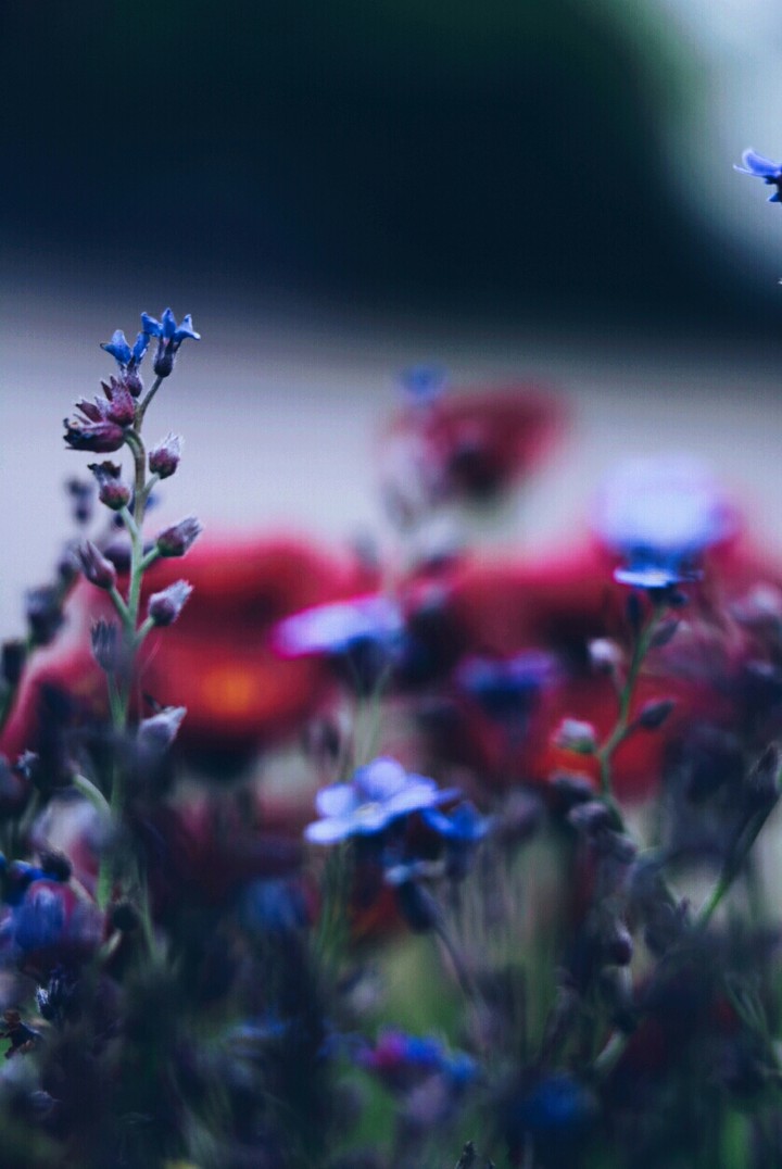 flowers
