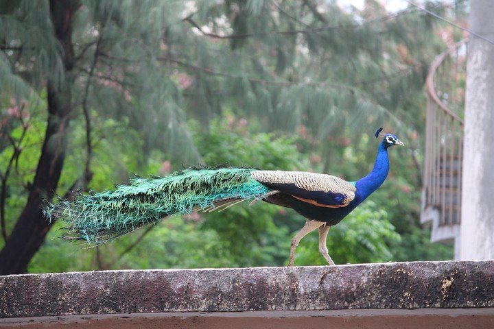 peacock