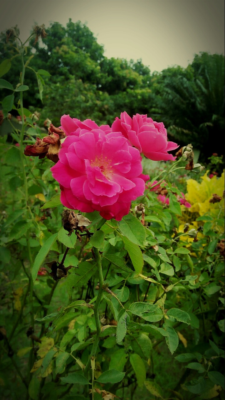 pink rose