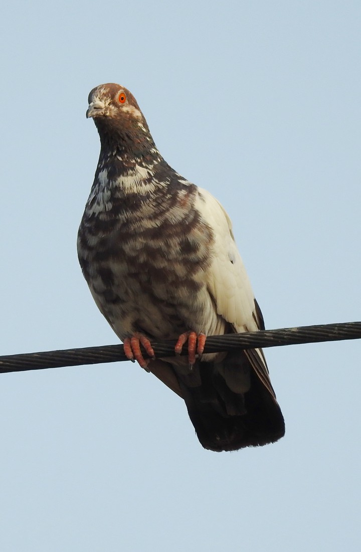 bird