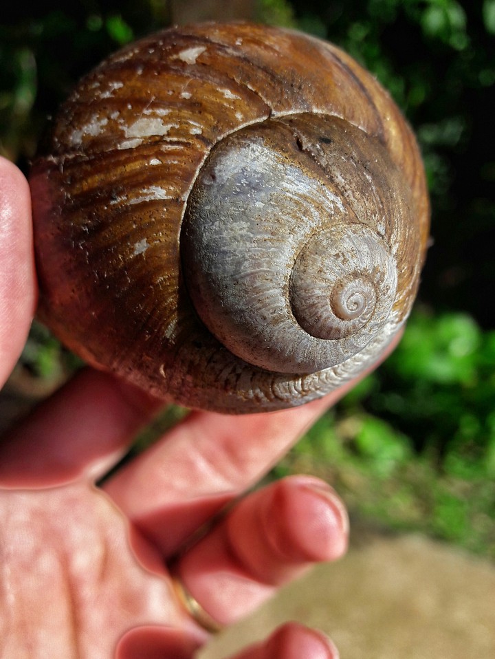 Snail