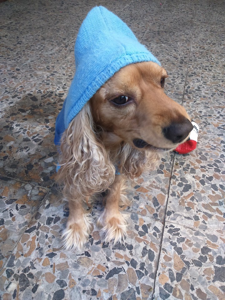 Mi linda mascota