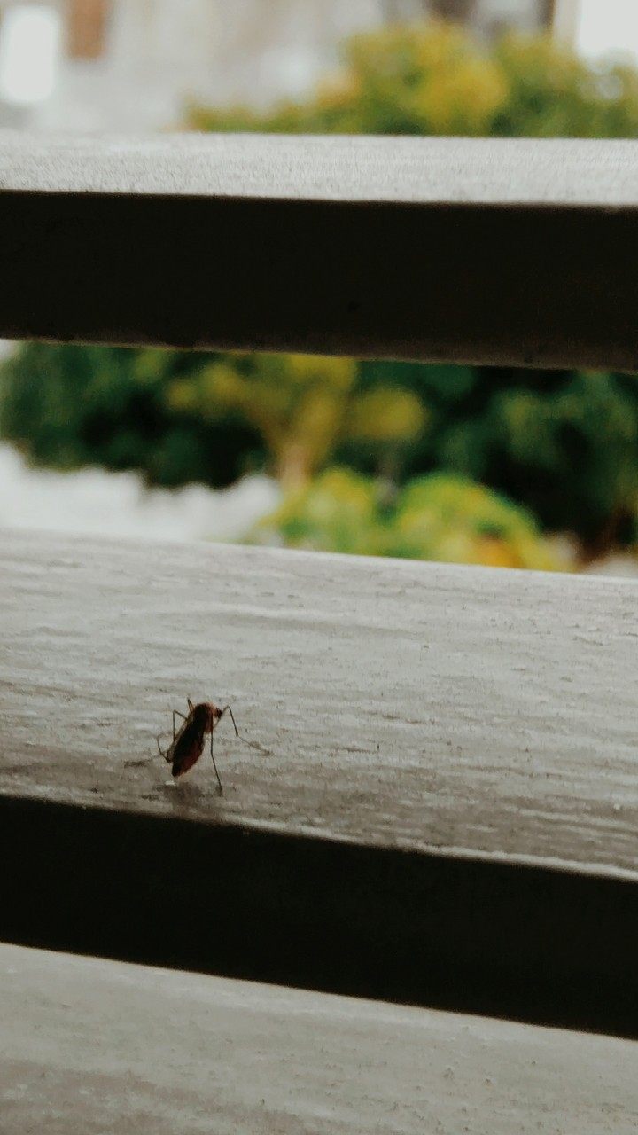 Mosquito