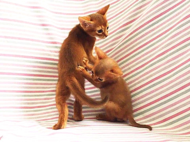 kitten