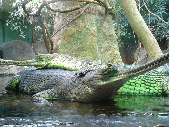 crocodile