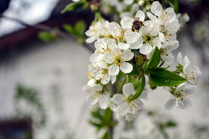 spring