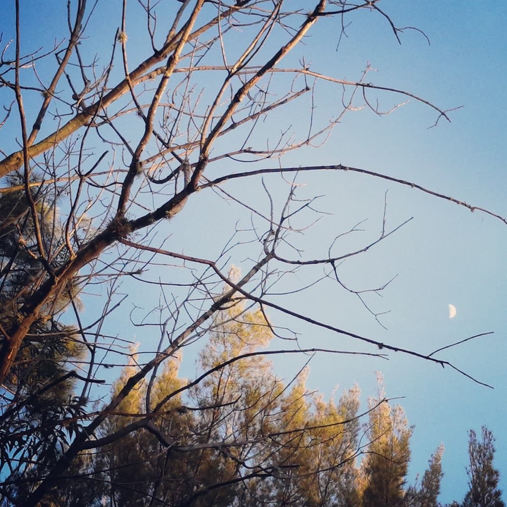 Árbol