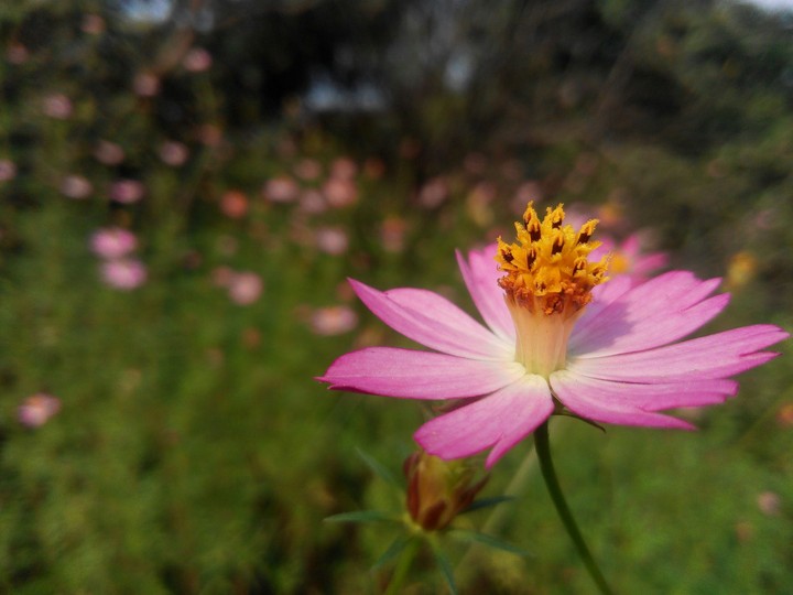 the flower