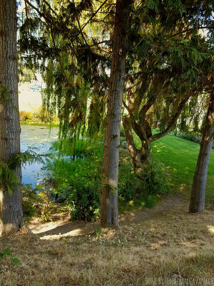 Trees