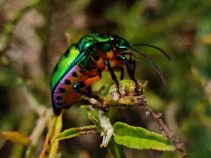 micro