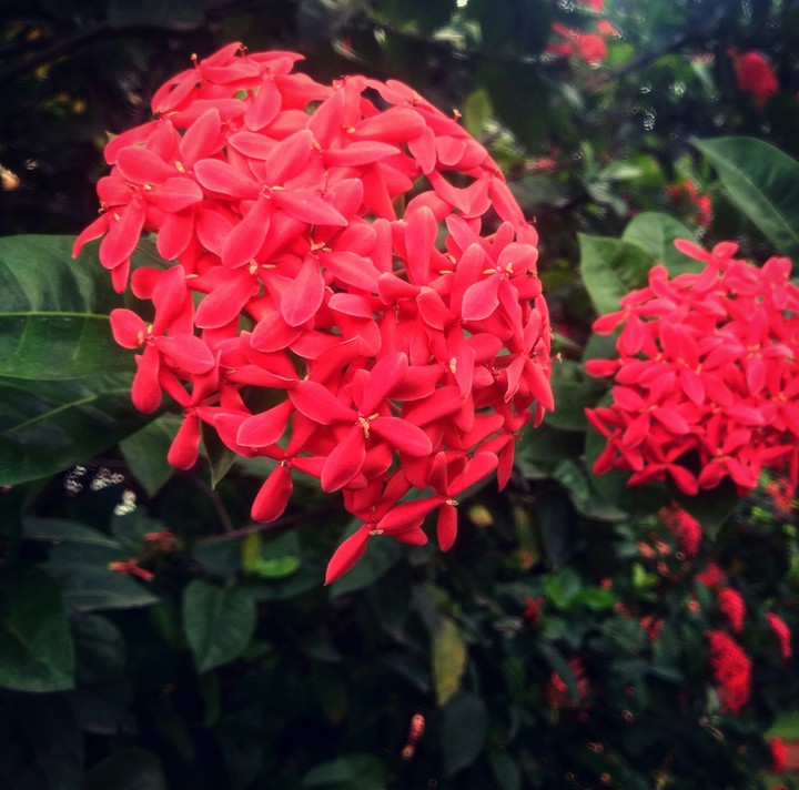 The Red Flower