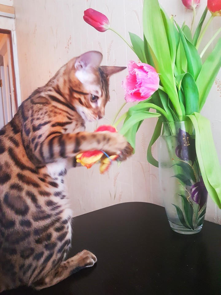 Bengal cat