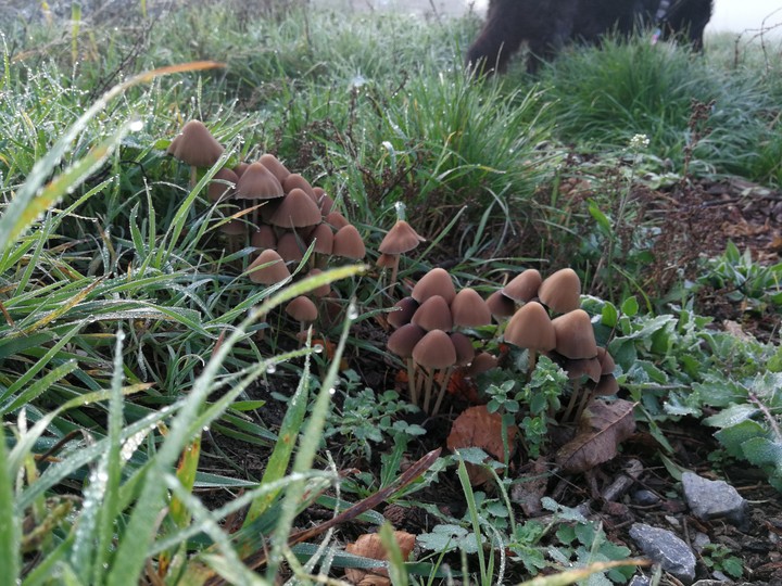 Herbsttau