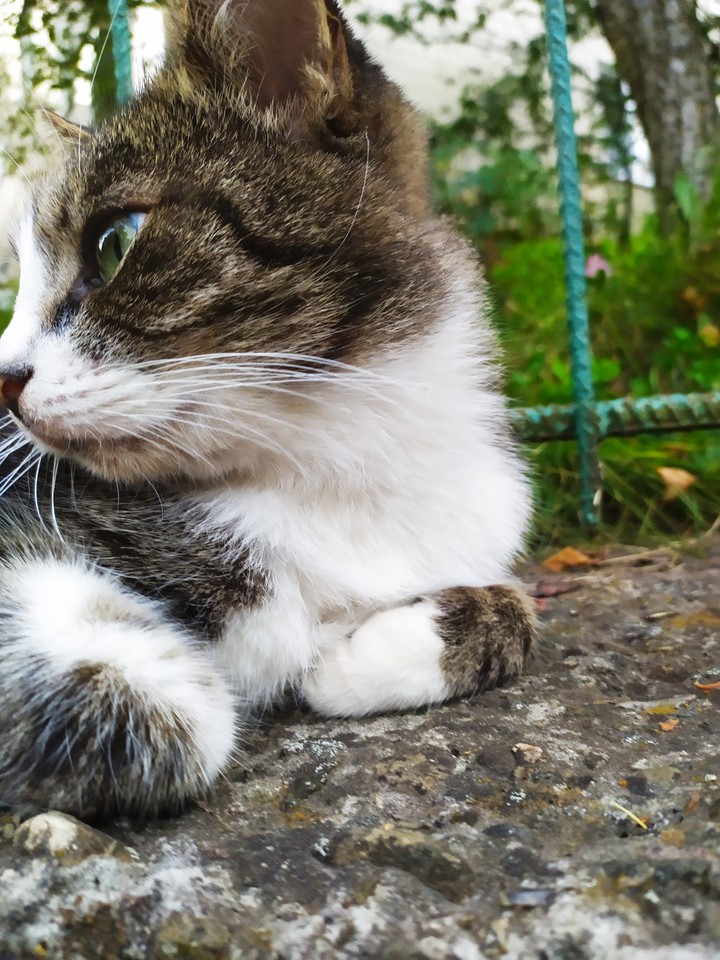 кот