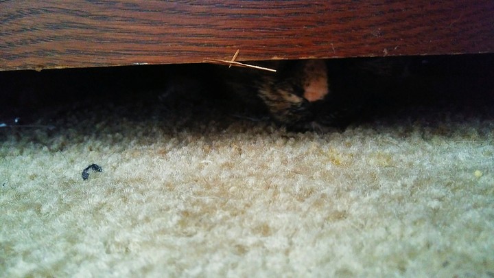 Teeny Tiny Kitty Nose