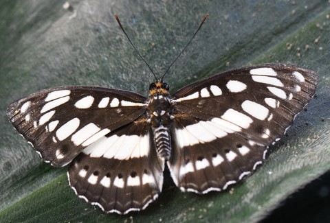 fonds d'écran moth, admirals