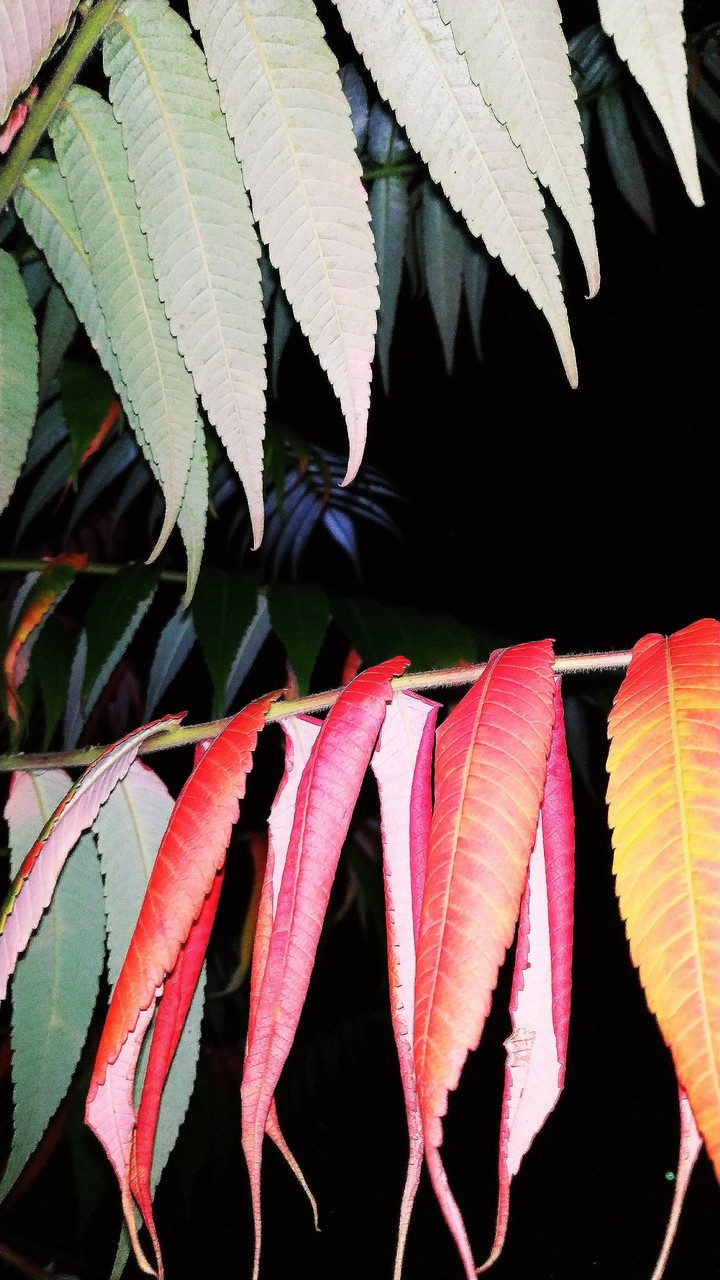 Leaves