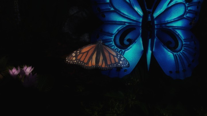 Monarch