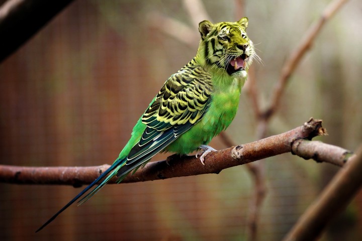 tiger and parrot 