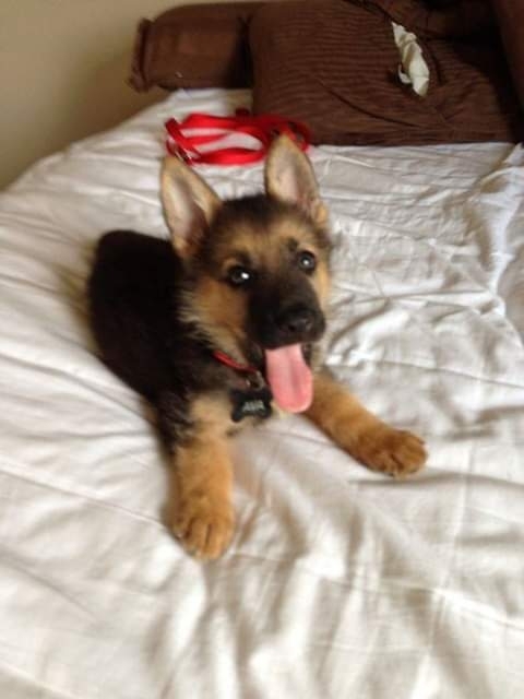little rex