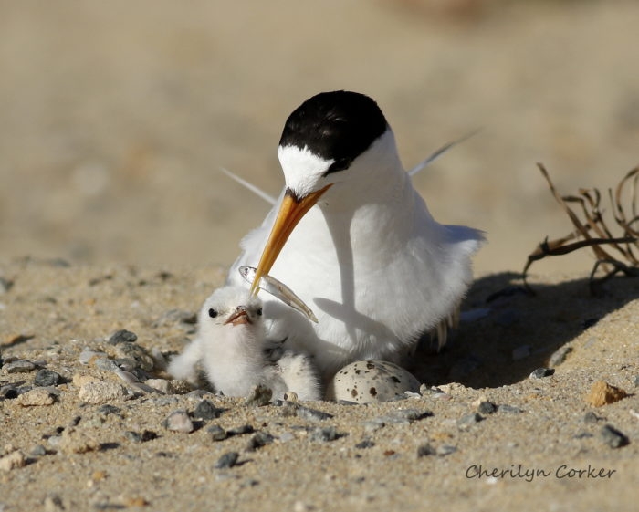mother bird