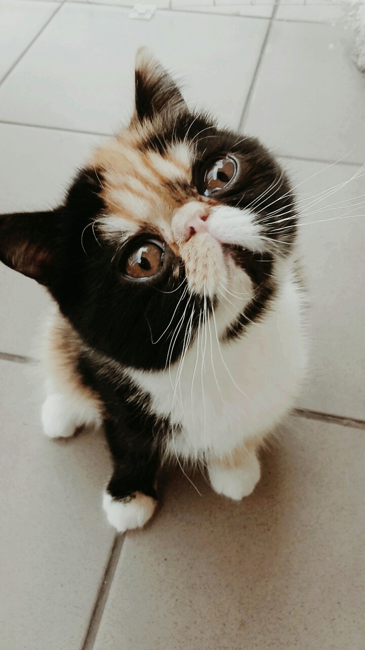 Котя