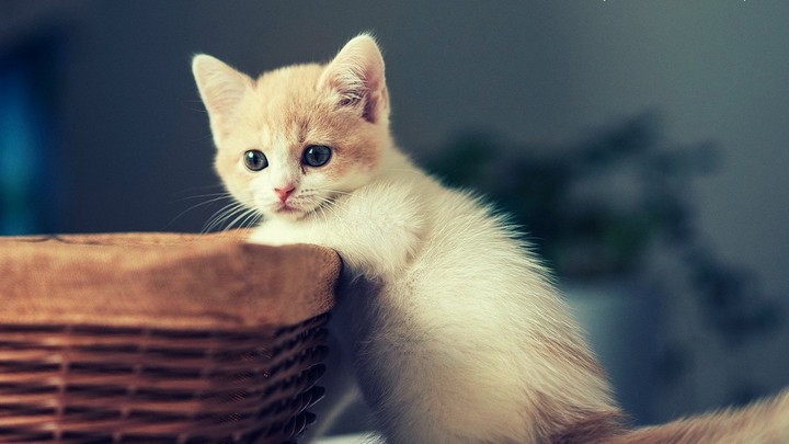 kitten