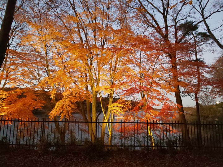 宮沢湖 metsä
