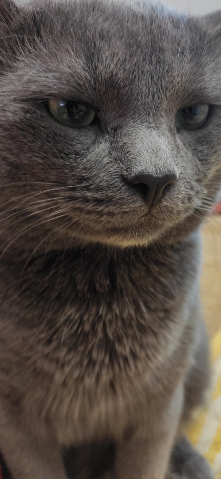 кот