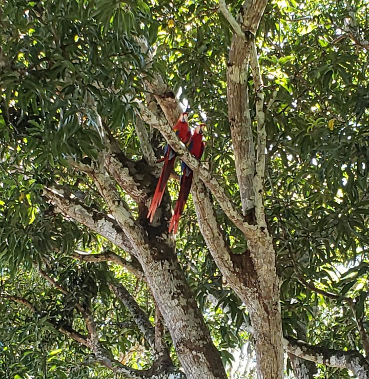 Birds in love