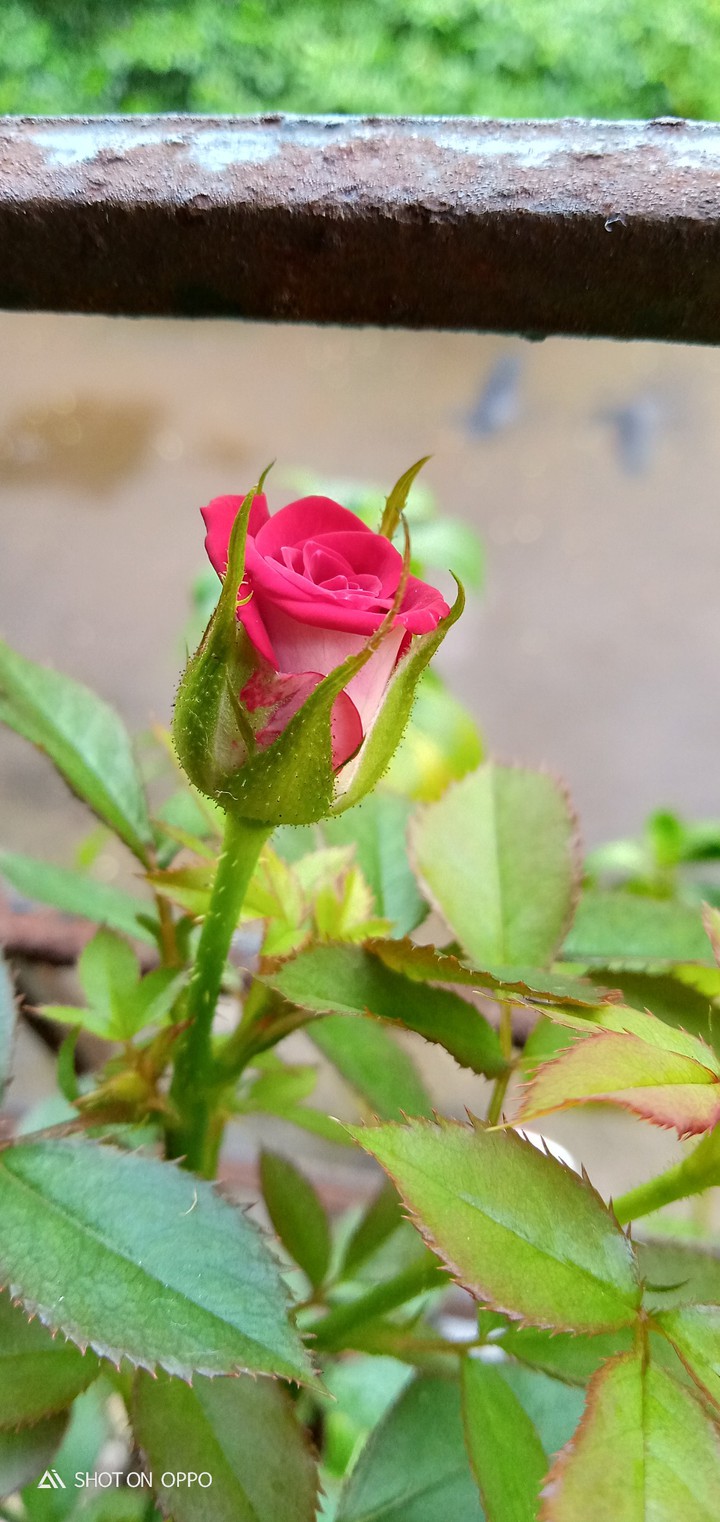 Pink Rose