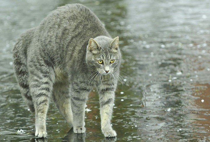 rainy cat ☔