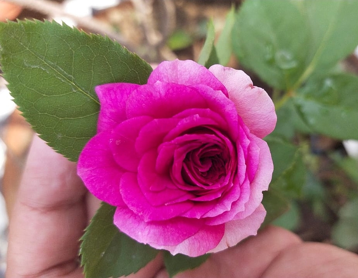 ROSE EBB TIDE