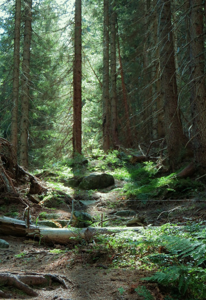 Into the woods