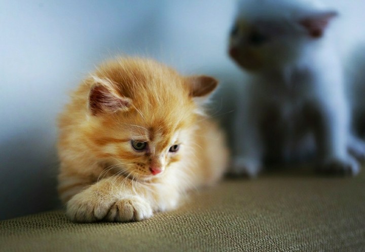 The kitten is sad