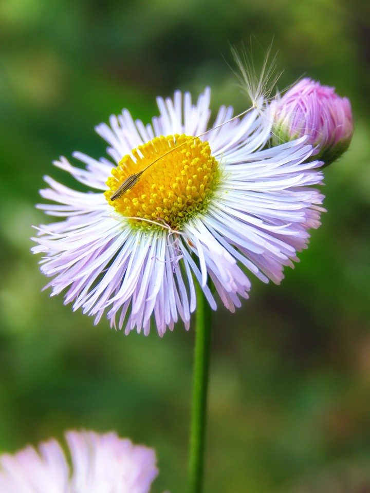 Annual fleabane/Philadelphia fleabane