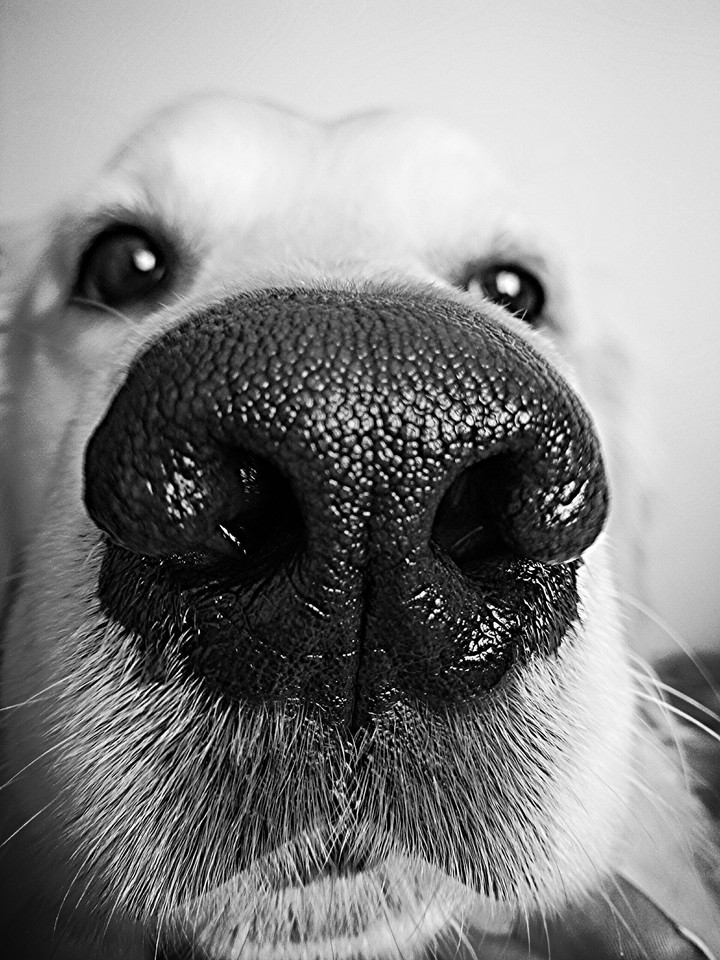 querious dog