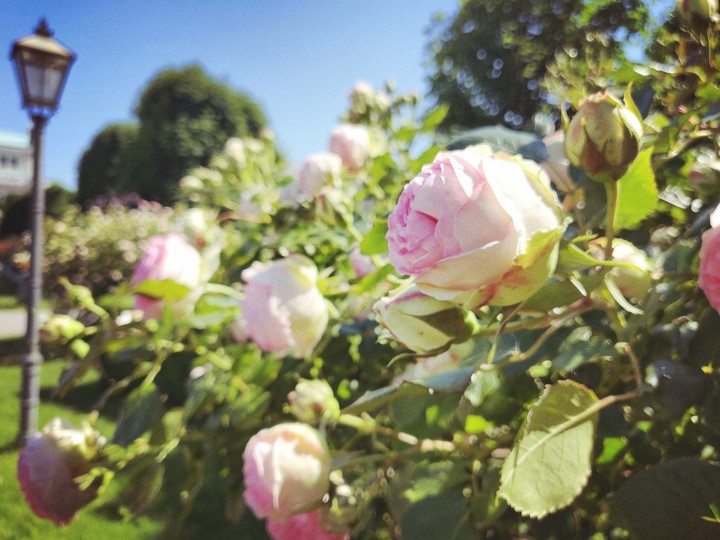 roses are pink