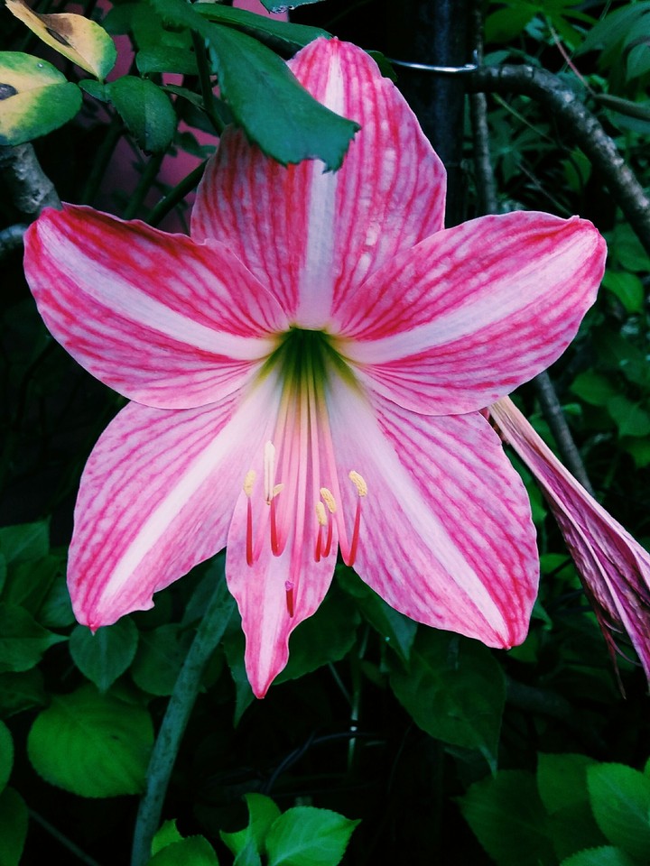 Pink Lily