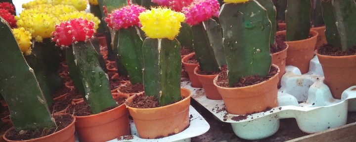 yellow cactus