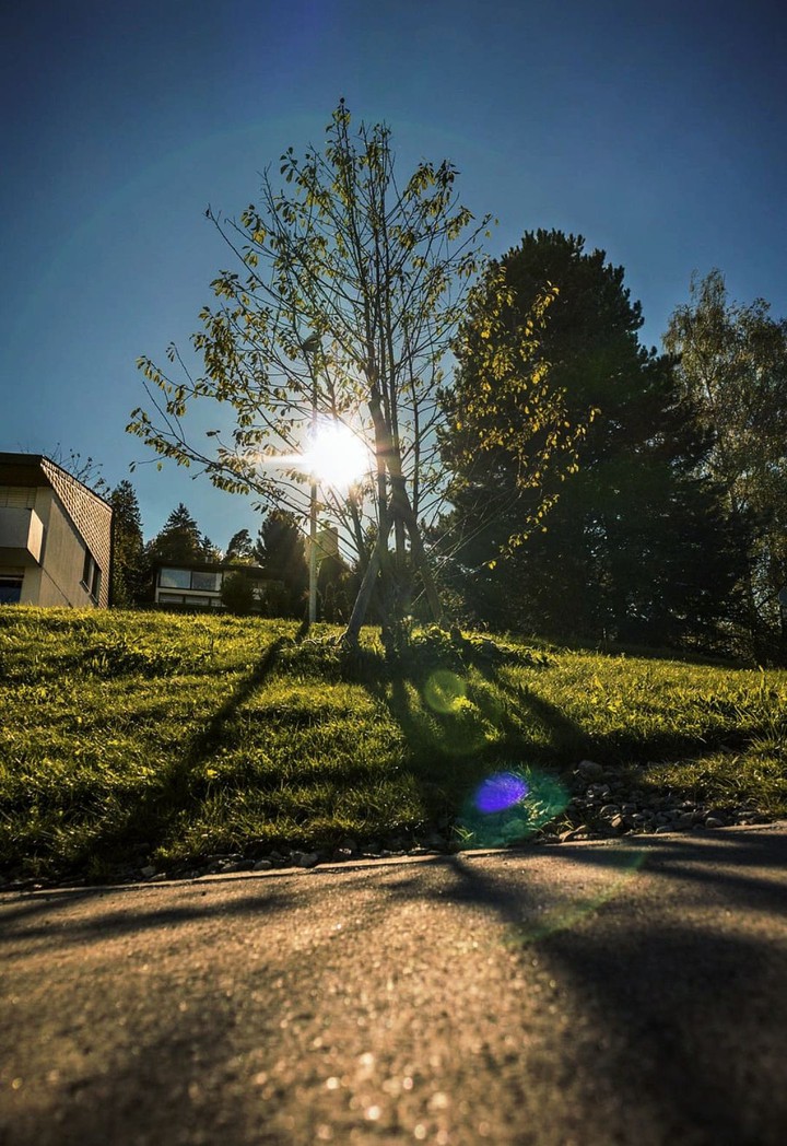 through the trees