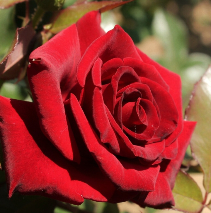 Red Velvet Rose