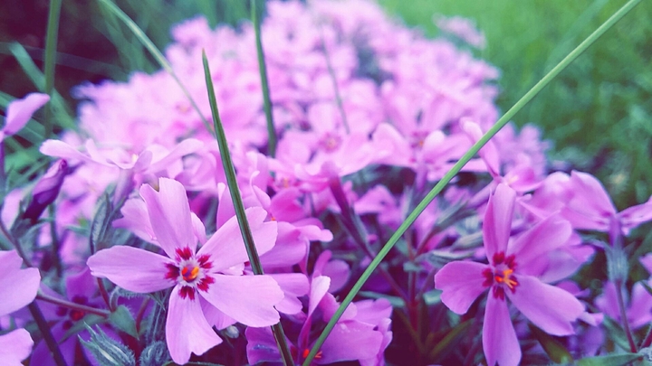 pink flowers