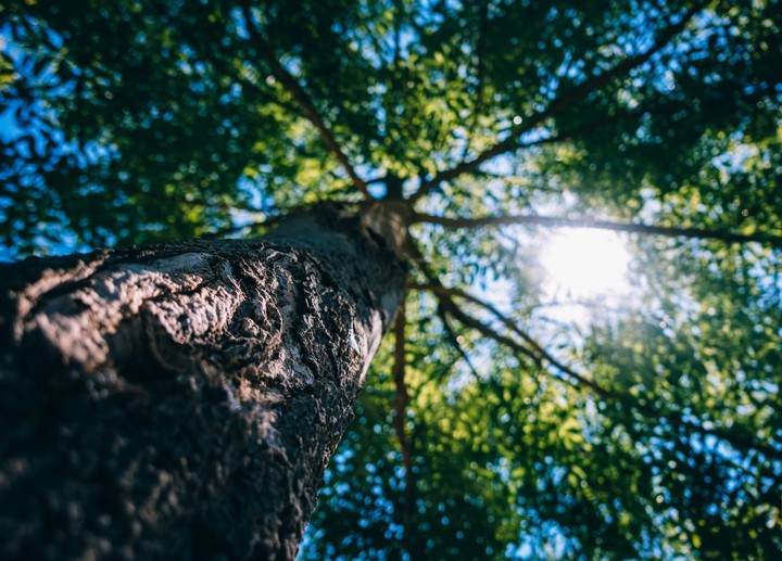 tree with sunlight