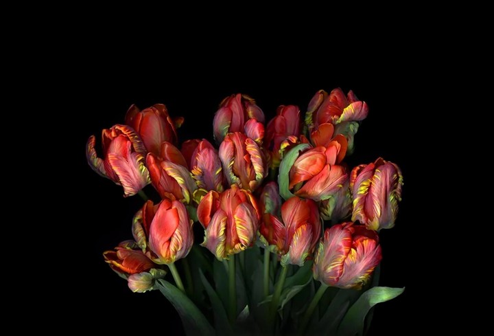 Tulip