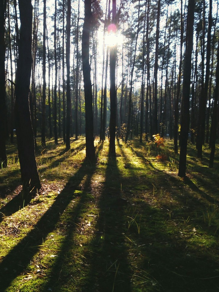 Forest