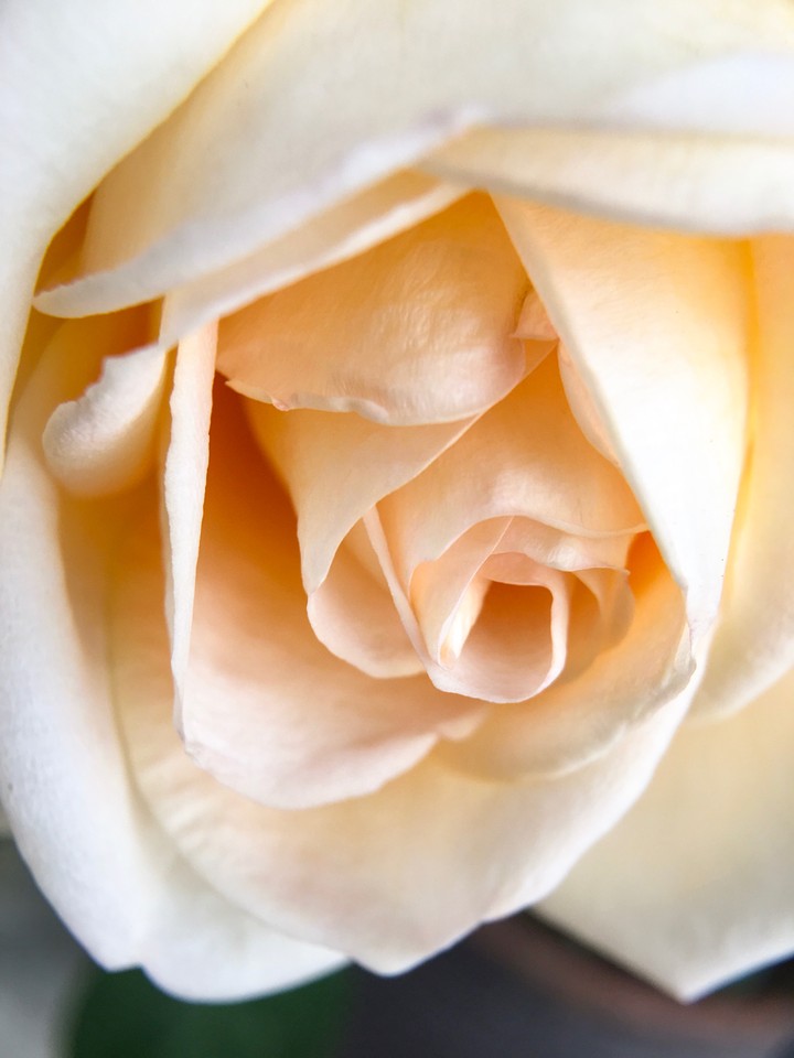 rose! 