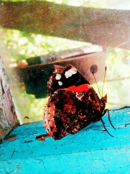 butterfly